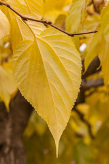 Allassac (Corrèze, France) - Feuillage automnal