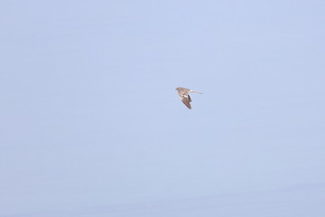 montagu's harrier