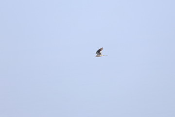 montagu's harrier