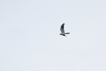 montagu's harrier