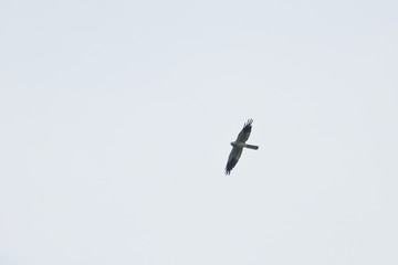 montagu's harrier