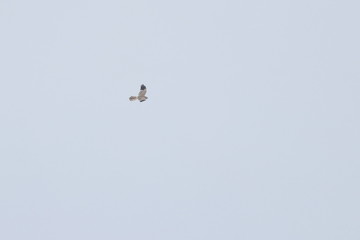 montagu's harrier