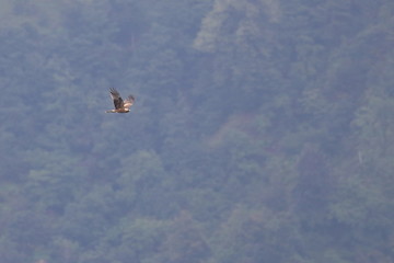 Fototapeta premium black kite