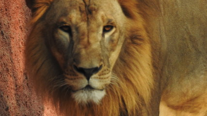 Gaze of an Asian lion in forest shadow. Calmness of the King of beasts, biggest cat of the world. The most dangerous and mighty predator of the world. Square image.  closeup photography of wild animal © Motion Photography