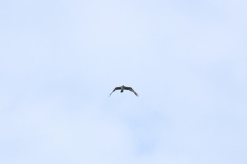 raptor