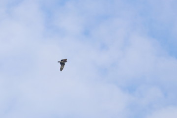 raptor