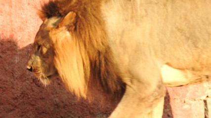 Gaze of an Asian lion in forest shadow. Calmness of the King of beasts, biggest cat of the world. The most dangerous and mighty predator of the world. Square image.  closeup photography of wild animal © Motion Photography