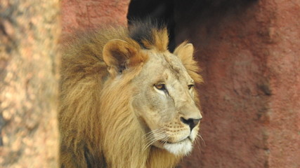 Gaze of an Asian lion in forest shadow. Calmness of the King of beasts, biggest cat of the world. The most dangerous and mighty predator of the world. Square image.  closeup photography of wild animal © Motion Photography