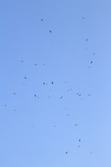 bird migration
