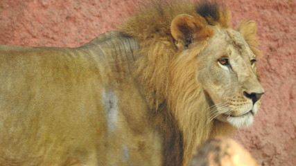 Gaze of an Asian lion in forest shadow. Calmness of the King of beasts, biggest cat of the world. The most dangerous and mighty predator of the world. Square image.  closeup photography of wild animal © Motion Photography