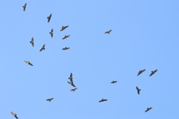bird migration
