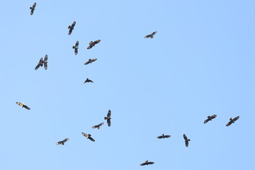 bird migration