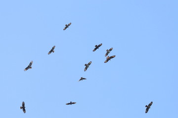 bird migration