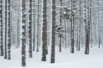 Fototapeta premium Winter landscape of snow flocked pines, Hiawatha National Forest, Michigan's Upper Peninsula, USA