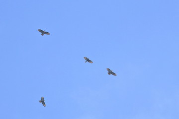 bird migration