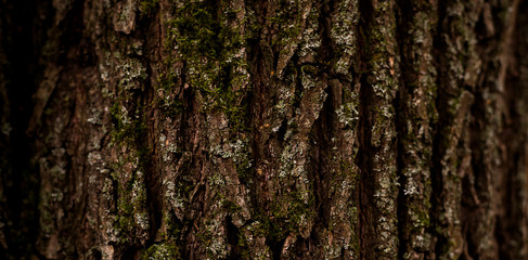 Bark tree natural floral texture background daylight