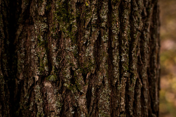 Bark tree natural floral texture background daylight