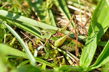 Wanstschrecke (Polysarcus denticauda)	