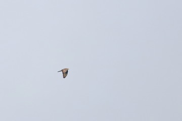 honey buzzard