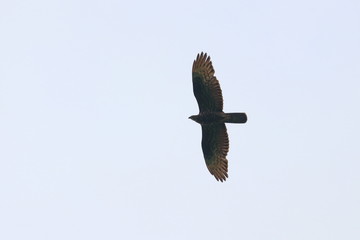 honey buzzard