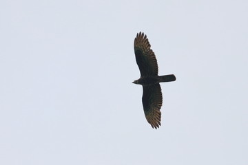 honey buzzard