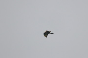 honey buzzard