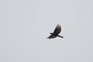 honey buzzard