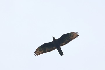 honey buzzard