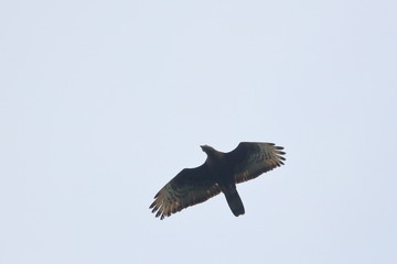 honey buzzard