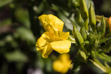 Gemeine Nachtkerze (Oenothera biennis), auch benannt Gewöhnliche Nachtkerze