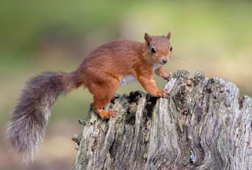 Red Squirrel on Tree