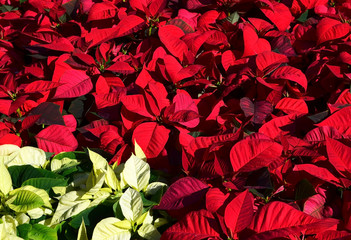 Red and white poinsettias,Christmas star or Star of Bethlehem plants as a floral background.Euphorbia Pulcherrima.Selective focus.