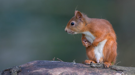 Naklejka na ściany i meble Red Squirrel on Tree