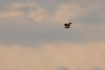honey buzzard