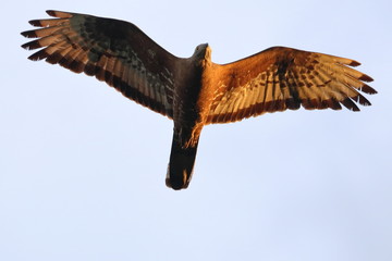 honey buzzard