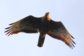honey buzzard