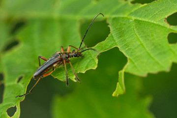 Schulterbock (Oxymirus cursor)