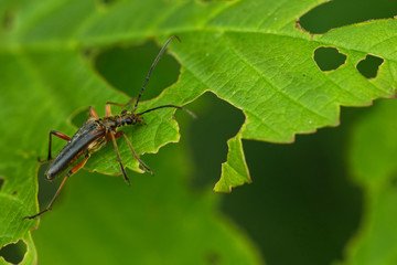 Schulterbock (Oxymirus cursor)