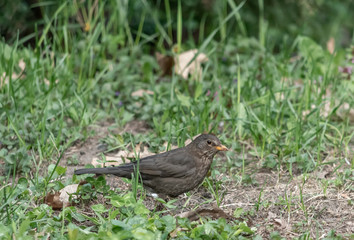 Blackbird perched on ground looking for food