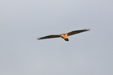 honey buzzard