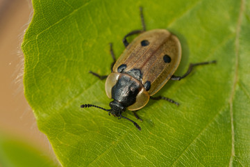 Vierpunkt-Raupemjäger (Dendroxena quadrimaculata)