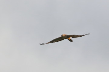 honey buzzard