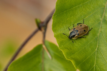Vierpunkt-Raupemjäger (Dendroxena quadrimaculata)