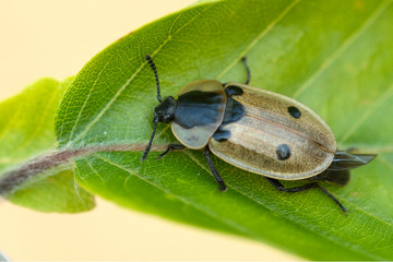Vierpunkt-Raupemjäger (Dendroxena quadrimaculata)