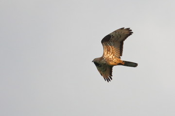 honey buzzard