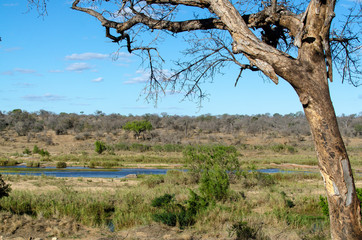 Riviere Sabie, Parc national Kruger, Afrique du Sud