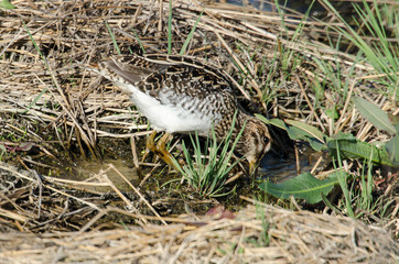 Bécassine des marais,.Gallinago gallinago, Common Snipe