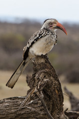Calao à bec rouge,.Tockus erythrorhynchus, Northern Red billed Hornbill