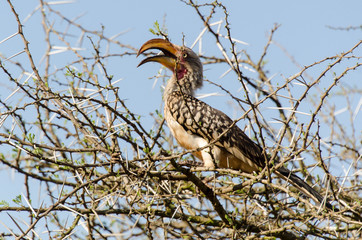 Calao leucomèle,.Tockus leucomelas, Southern Yellow billed Hornbill, Afrique du Sud