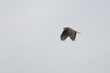 honey buzzard
